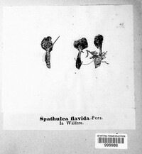 Spathularia flavida image